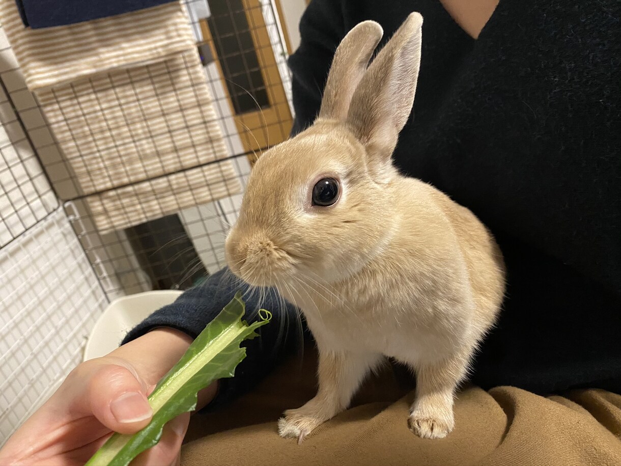 飼いたい人必見！うさぎさんとの生活をお伝えします 近年注目のペットであるうさぎさん。うさ飼いさんの暮らしとは？ イメージ4