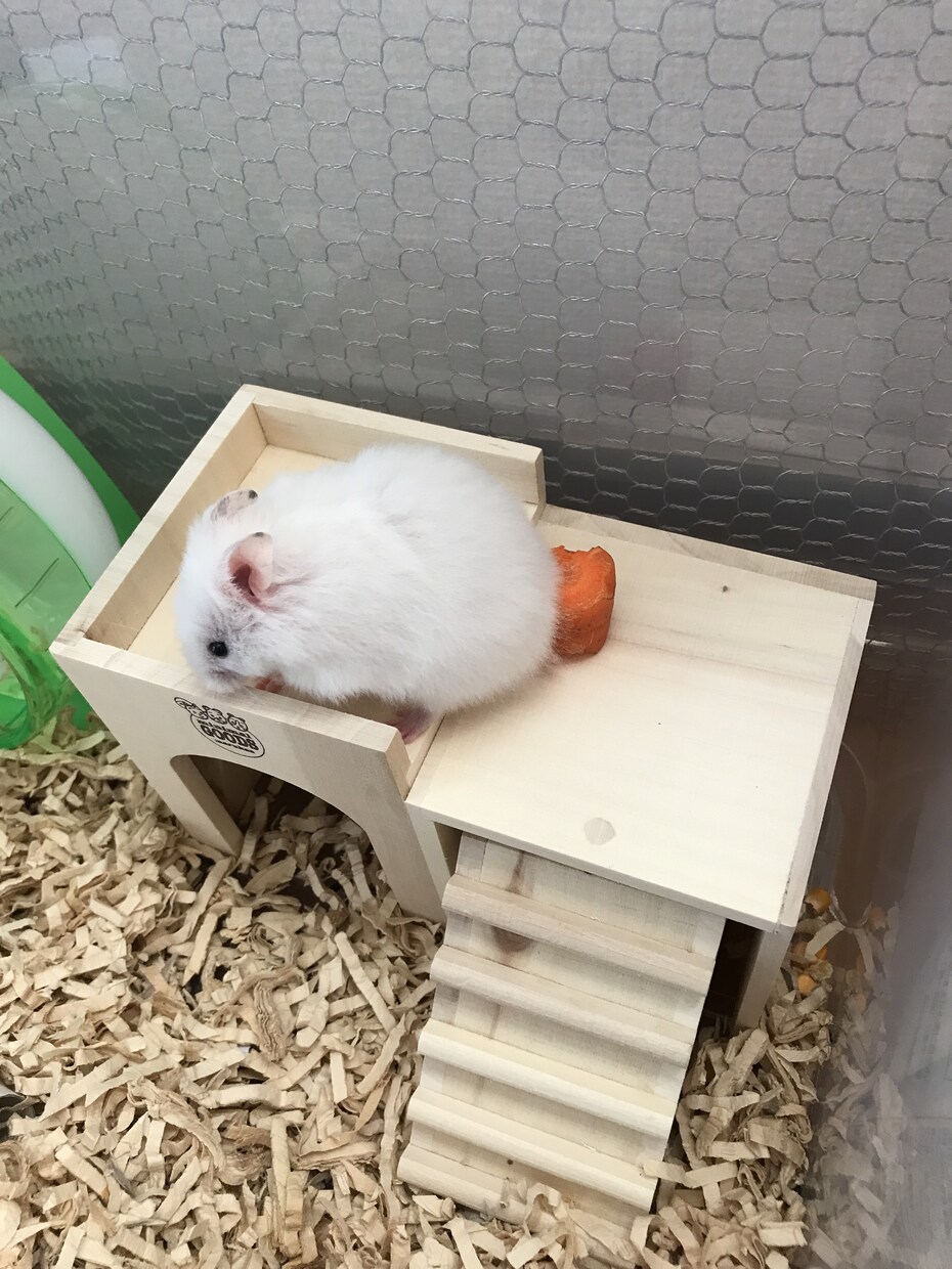 ハムスターのお世話方法教えます 可愛いはむちゃんが少しでも過ごしやすいように✨ イメージ2