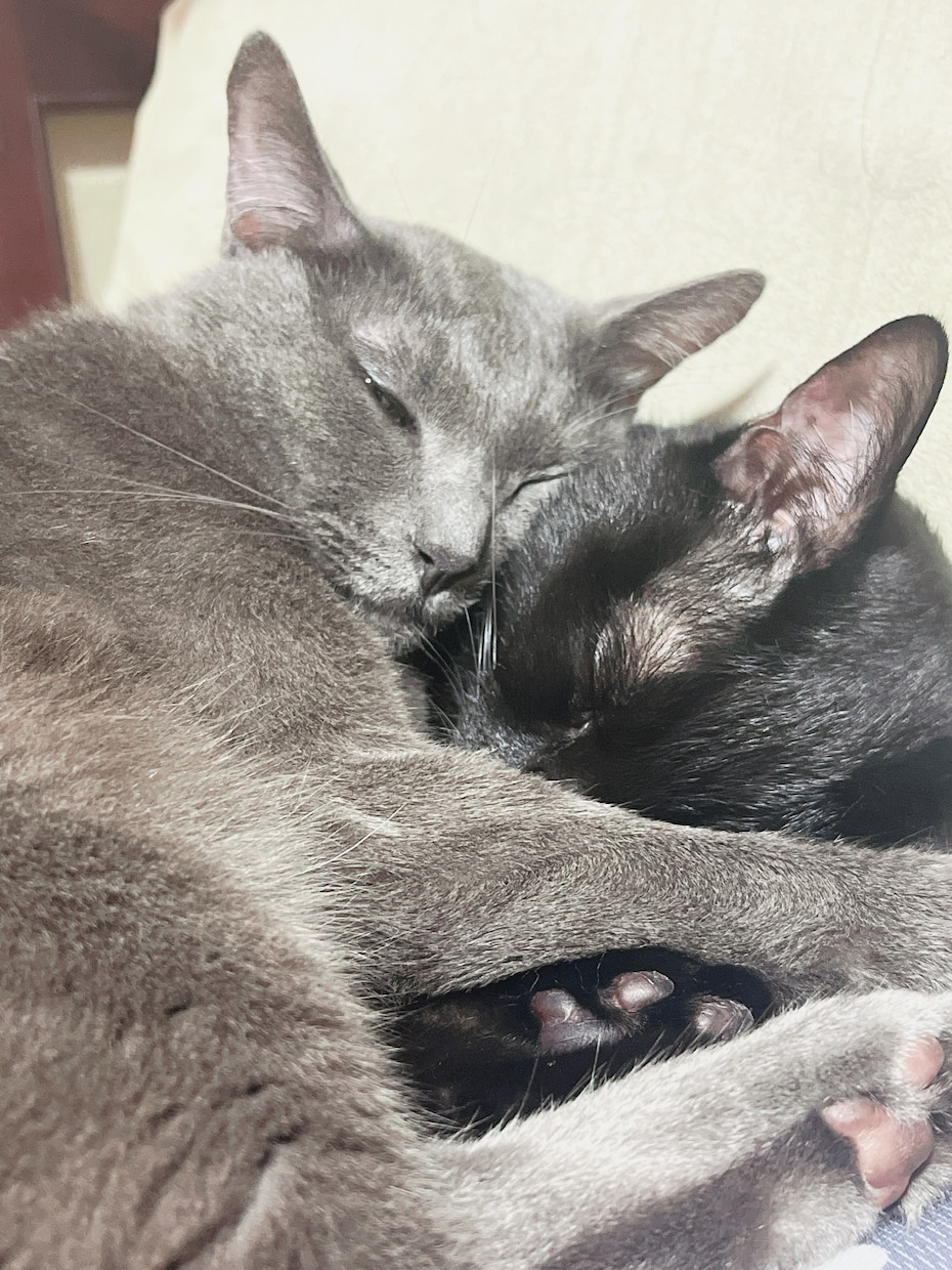 犬猫鳥さん家族の気持ちが分からない？聞いてきます 【2つの質問まで】亡くなった動物さん、今いる動物さんもOK。 イメージ1