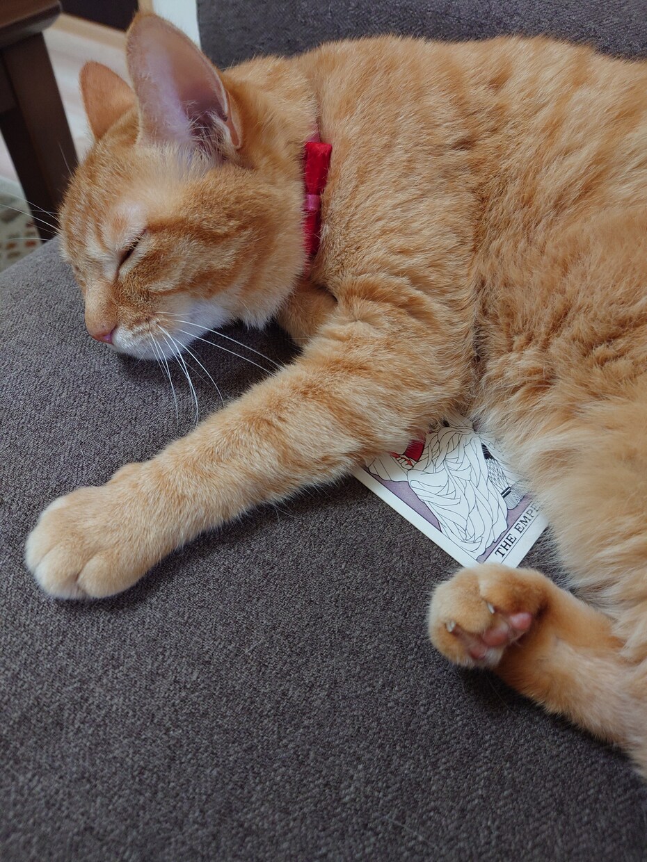 神聖な猫の力を借りて究極のニ択をします 只今お試し価格！時短ご希望の方サクサク占います！ イメージ4
