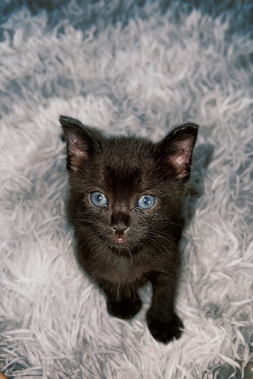 猫好きさん大歓迎！10匹と暮らすママがお話聞きます 愛猫の自慢・猫の悩み・猫ロス・雑談も大歓迎！1分100円から イメージ3