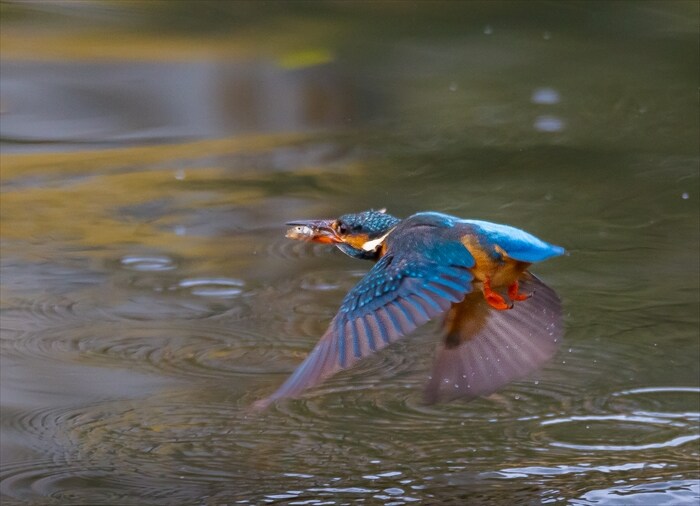 野鳥写真初心者の方へ、飛翔中の撮影を含めた野鳥撮影のテクニックをお教えします。 イメージ1
