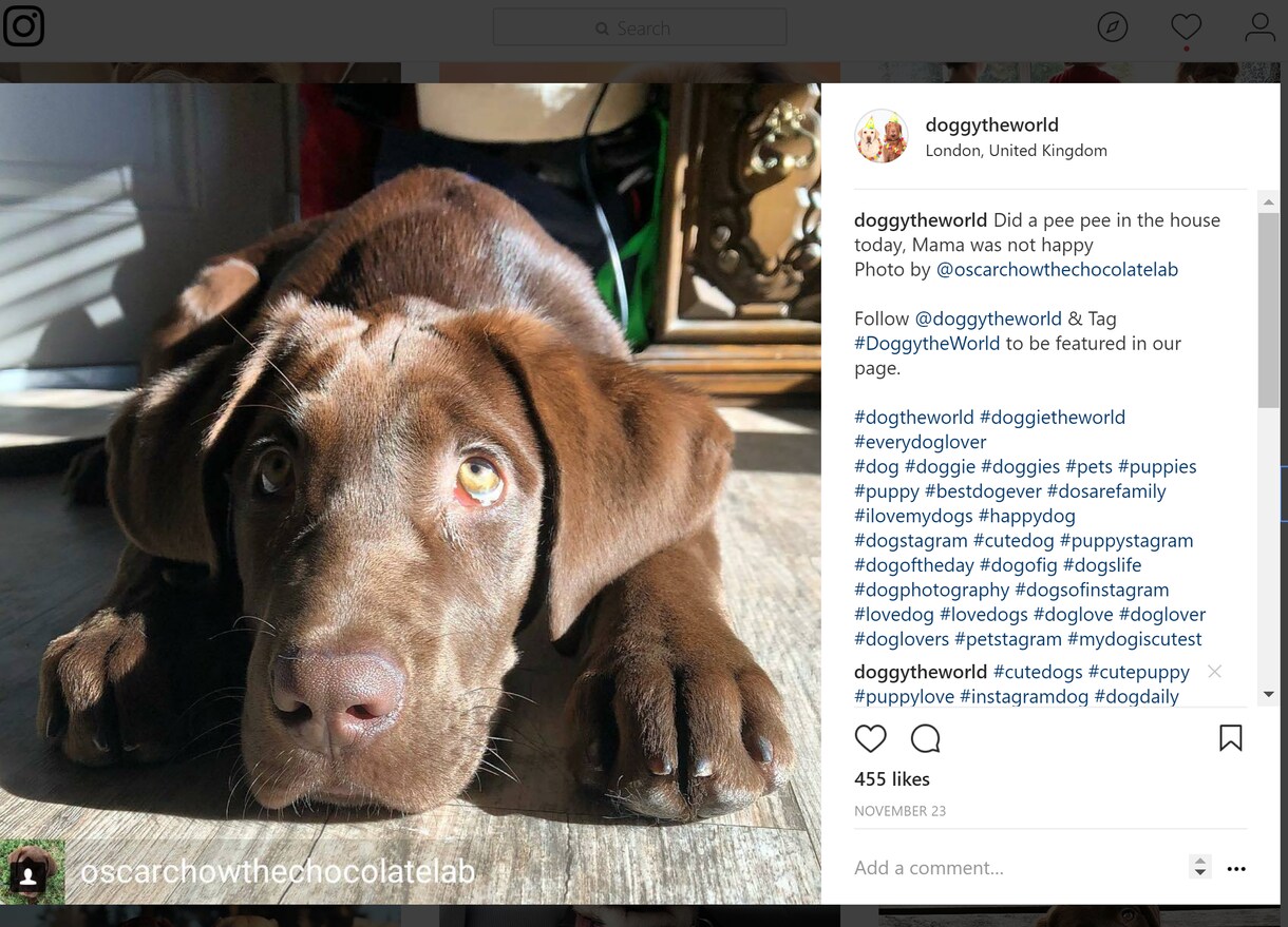 Instagramであなたの写真・動画を投稿します フォロワー30千人!犬がテーマのインスタグラムPRにオススメ イメージ2
