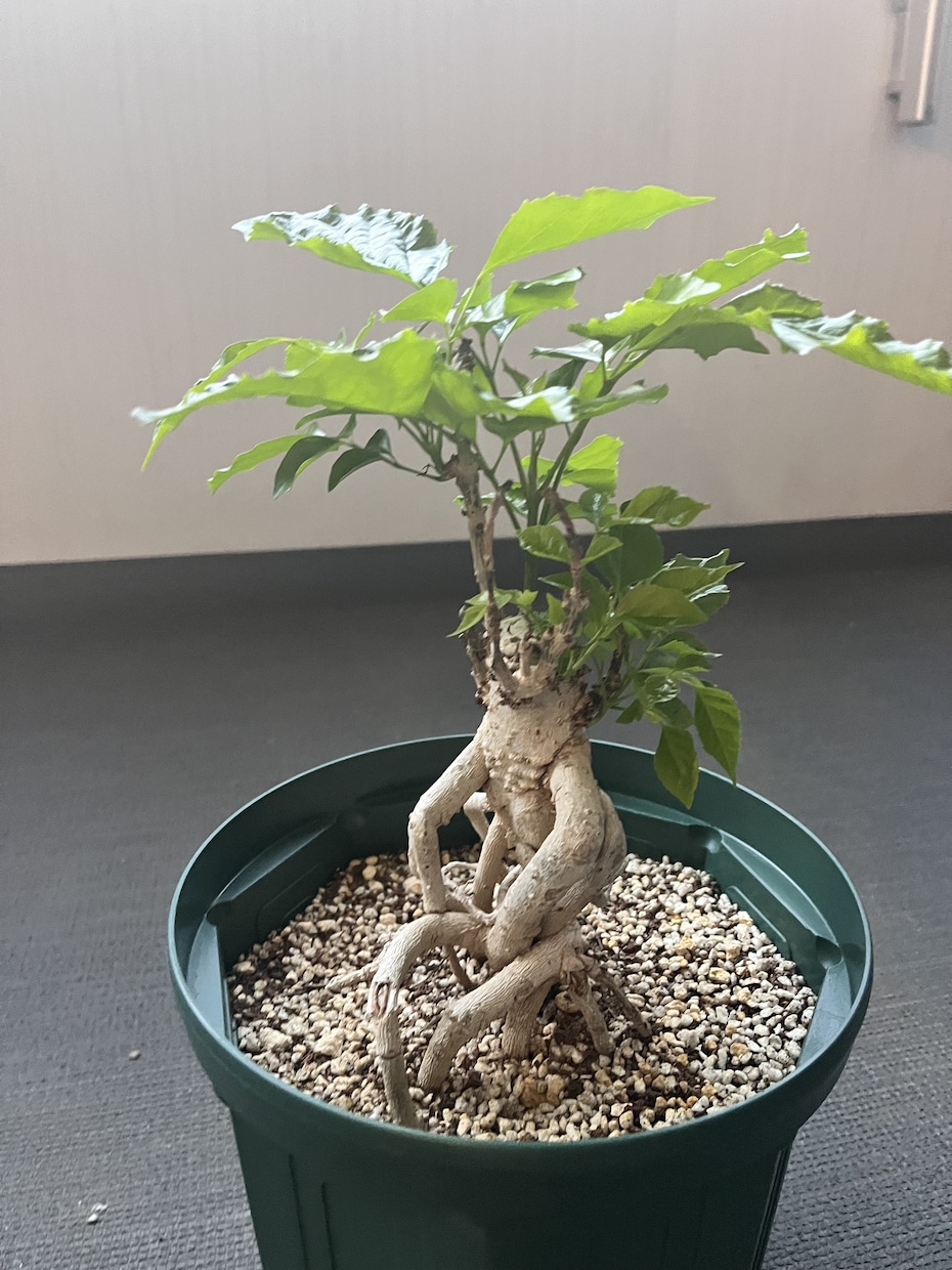 観葉植物などのちょっとした不調も気軽に相談乗ります 葉の変色や水やり方をグリーンアドバイザーがやさしく解決！ イメージ2