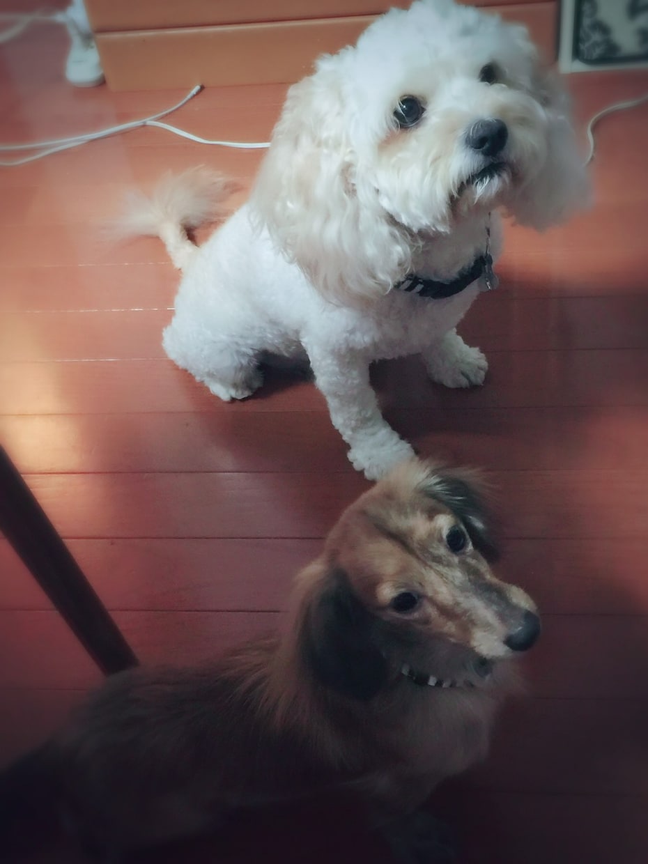 犬猫のしつけについて教えます ペットの問題行動にお困りの方ペットのちょっとした疑問がある方 イメージ1