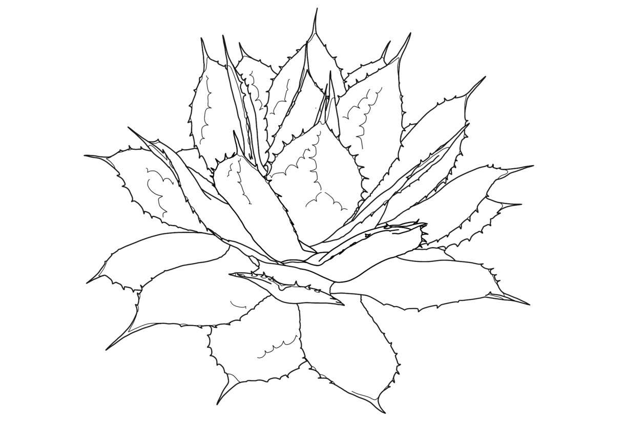 ビザールプランツ、多肉植物の線画イラスト描きます 植物のお写真から線画のイラストを描きます イメージ4