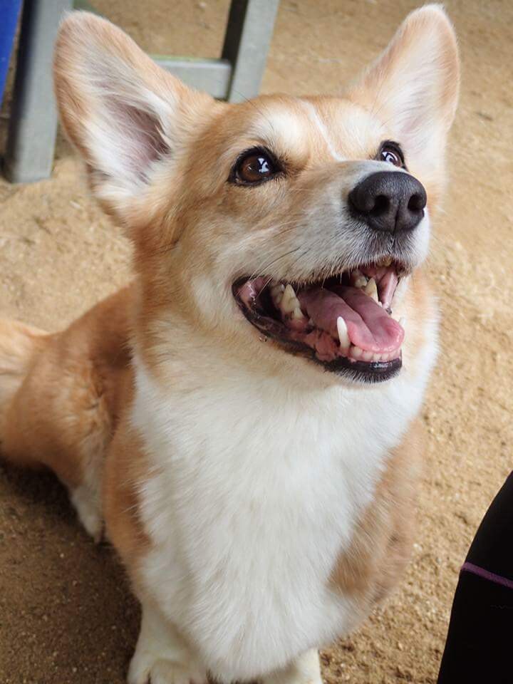 愛犬のしつけに悩んでいる！そんな時は、まず生活改善から。細かいアトバイス致します。お気軽にご相談を。 イメージ3