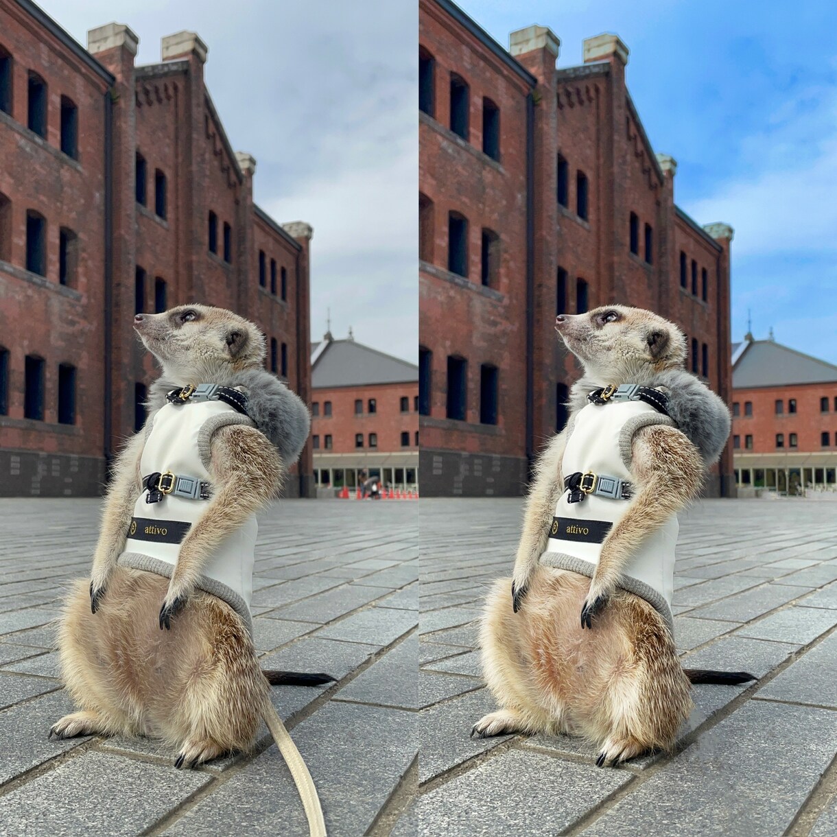 ペットのお写真綺麗に加工いたします ご家族との記念写真や遺影、リビングに飾るお写真にどうぞ イメージ2