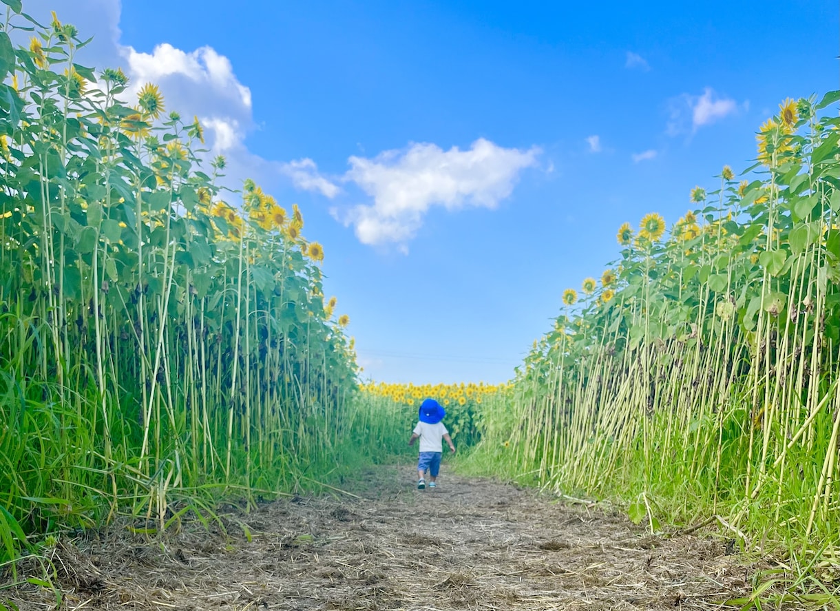 日常の写真を最新iPhoneで販売します 子供風景日常をテーマに撮影します イメージ5