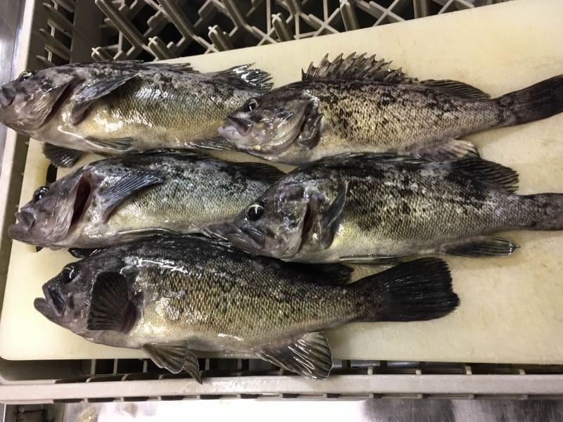 わからない！釣り初心者さんに教えます 釣りたいけど失敗したくない人へ！ イメージ1