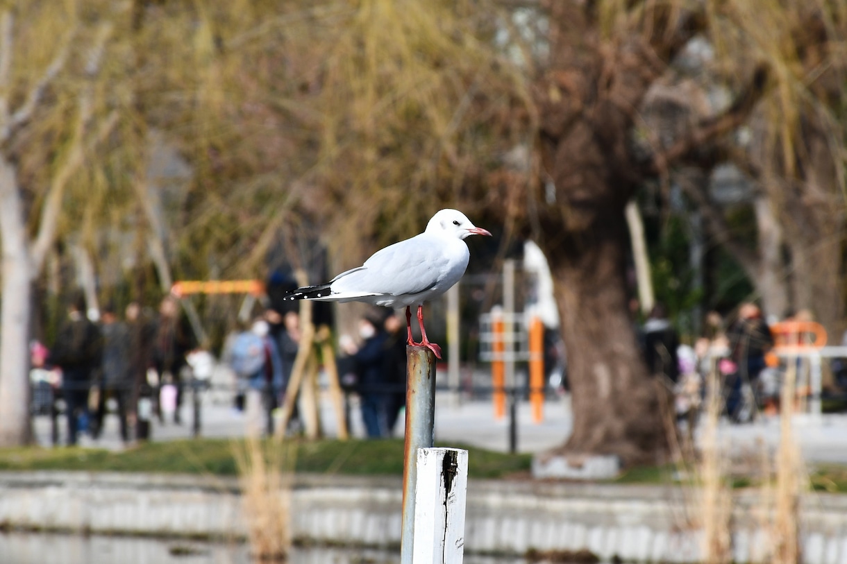 写真・音・動画撮ってきます 写真・動画・編集すべておまかせください！ イメージ2