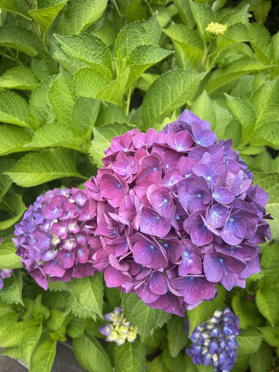 風景、花の画像提供します 風景、花、日常の写真提供します。 イメージ10