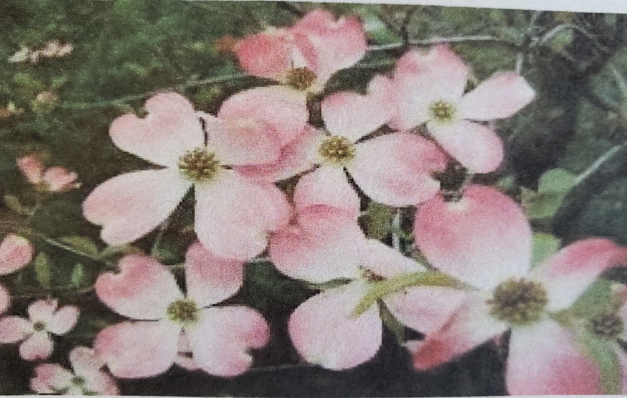 植物、緑で安らげる空間作りのご相談致します 1級技能士の資格を持つガーデンアドバイザーがご相談致します。 イメージ2