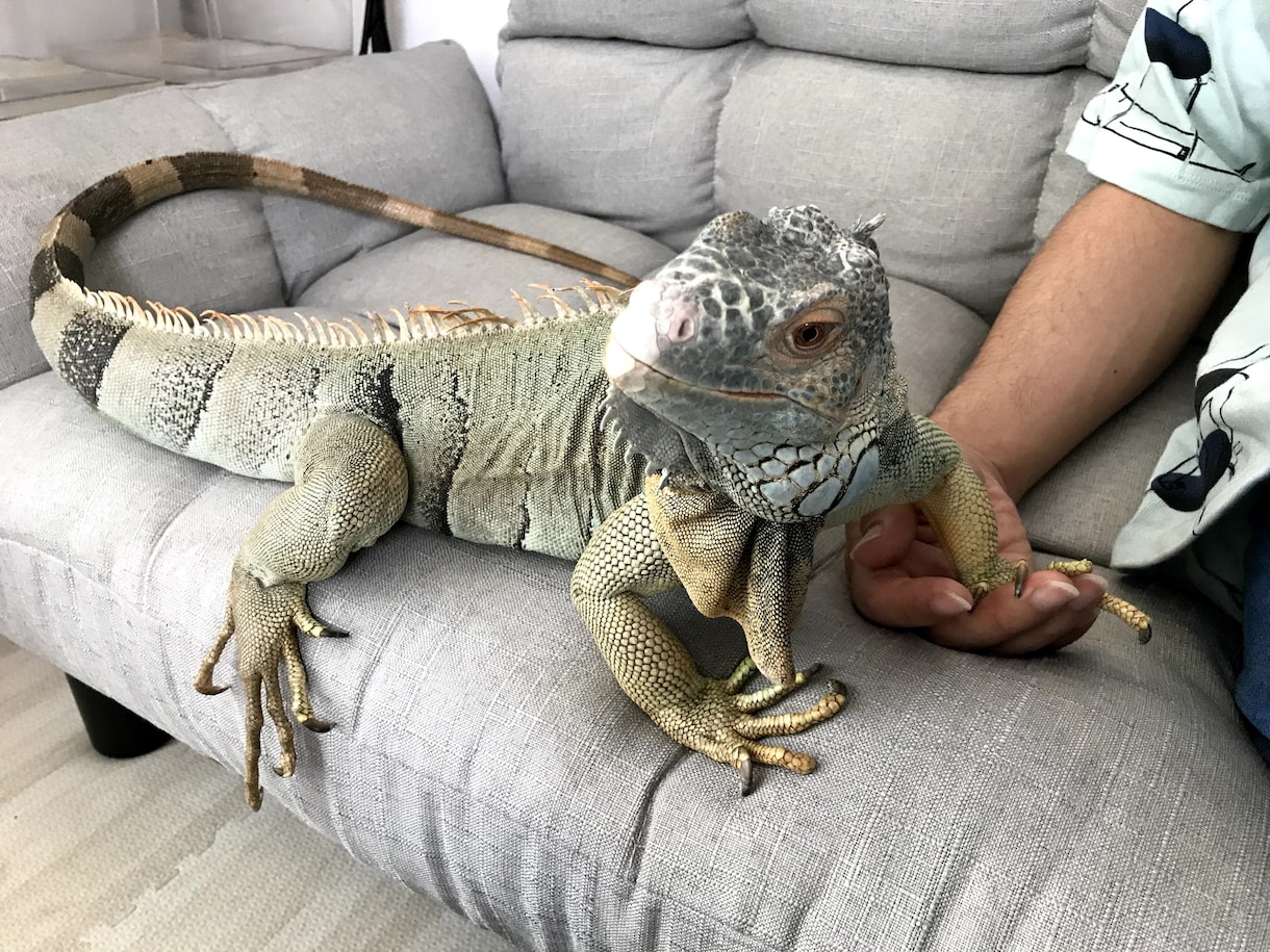 グリーンイグアナのことなんでも相談乗ります 飼い方、餌、ケージのこと、繁殖に関すること意外なら何でも！ イメージ4