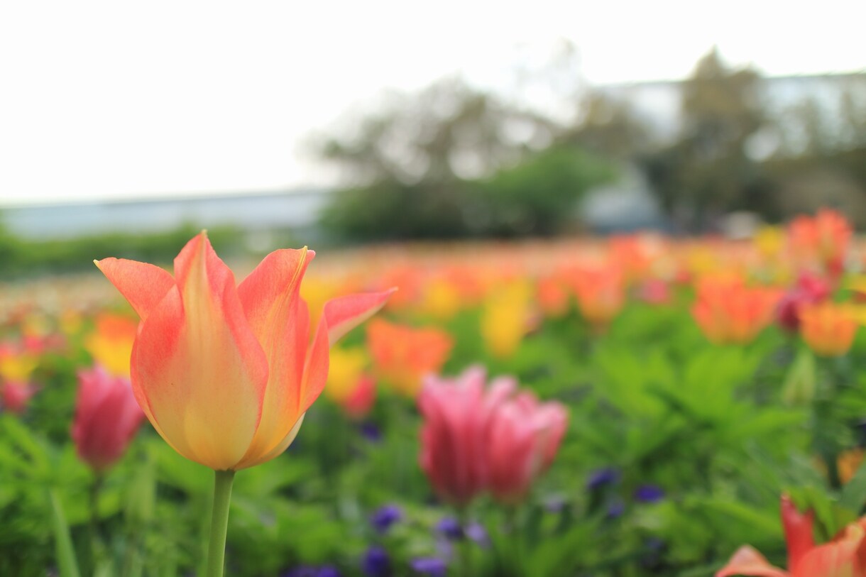 あなたが撮影した写真、動画をより輝かせます 他の人より映えさせたいけど、一から編集は大変というあなたへ！ イメージ8