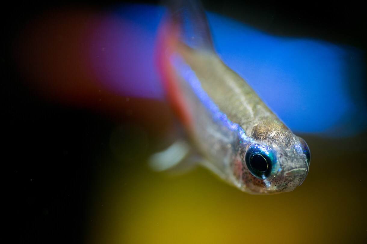 金魚や熱帯魚を飼いたい方、的確なアドバイスをします お家で魚を飼ってみたいけど、どうすれば？何を揃えれば？ イメージ1
