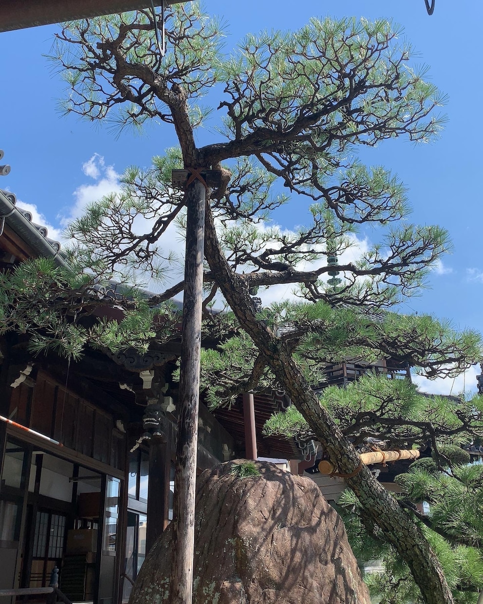 お庭や庭木のお悩み相談承ります 現役植木屋の実際の体験を元にお答えします。 イメージ10