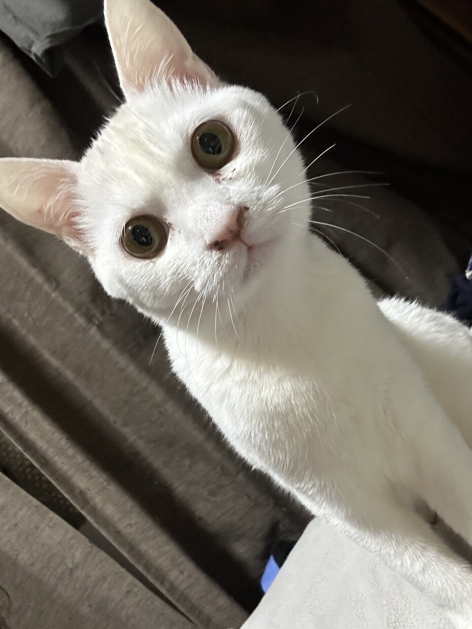 猫プロが撮った写真集あります 猫大好きな猫好き猫ままです！猫の写真提供 イメージ9