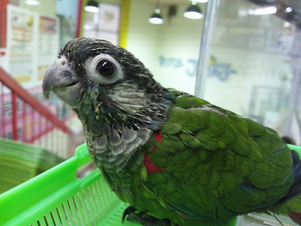 ウサギやフェレットなどのスモールペット飼育アドバイスいたします イメージ2