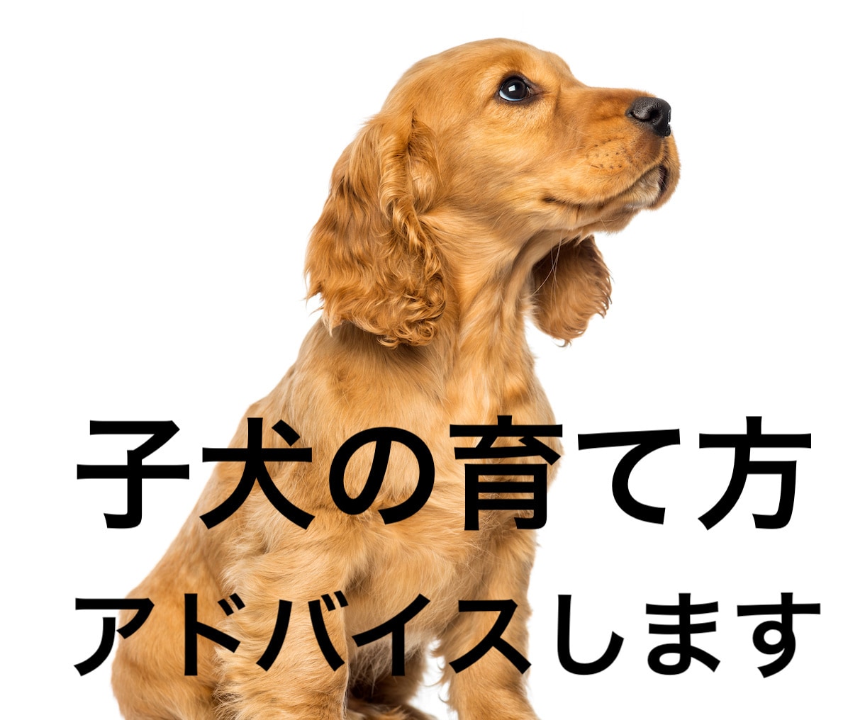 電話で子犬の育て方レッスン・アドバイスします 子犬のうちから、正しい知識を持って接することが重要です。 イメージ1