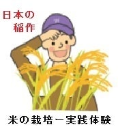 日本の主食である米をお家で自家栽培の体験をします 日本の稲作（米作り）お家で自家栽培の体験 イメージ1