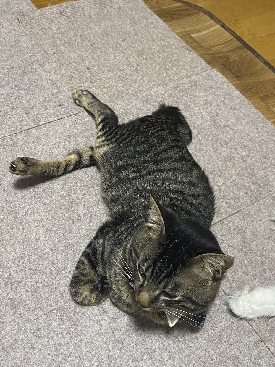 ハンデ猫のお世話の仕方教えます 交通事故、先天性のハンデ猫など相談受け付けております。 イメージ1