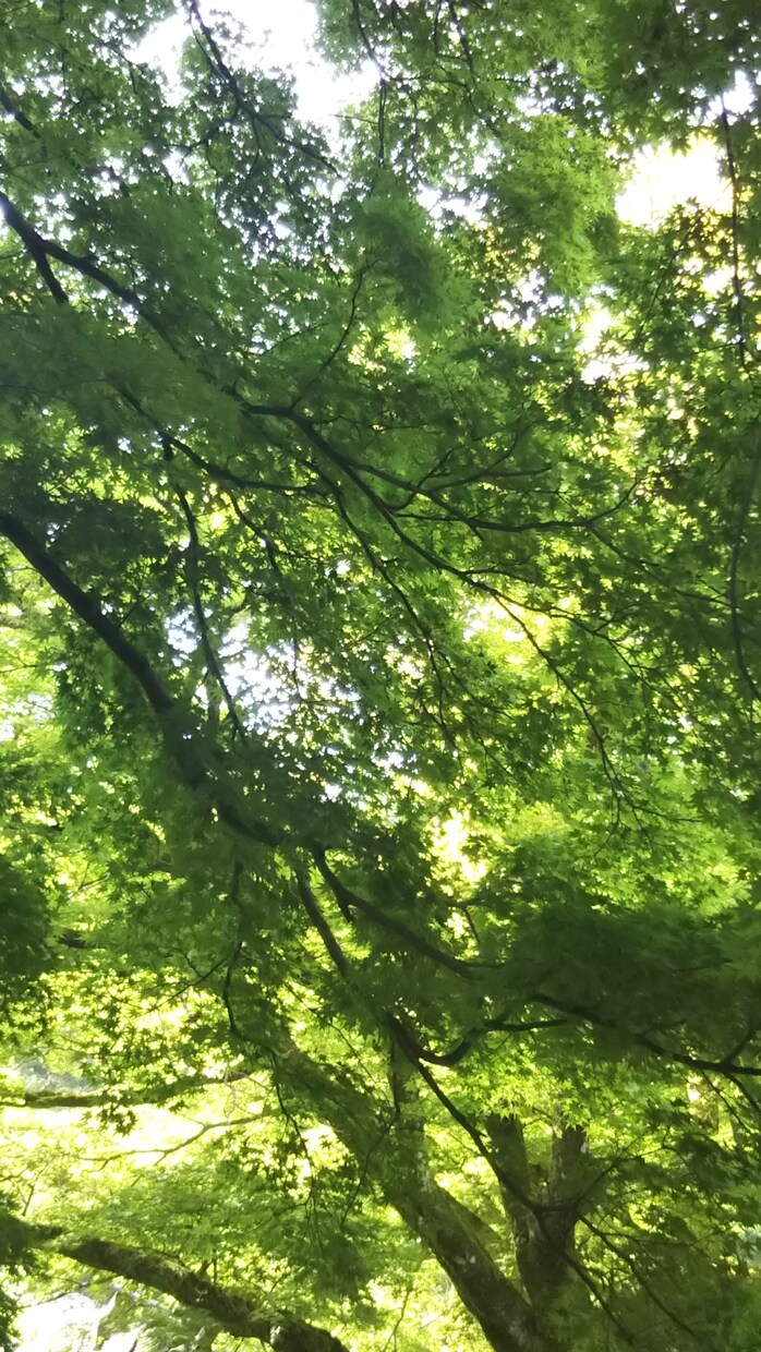 いつでも、どんな時でも貴方の味方でいます ただ、ありのままの貴方を受けとめます。 イメージ2