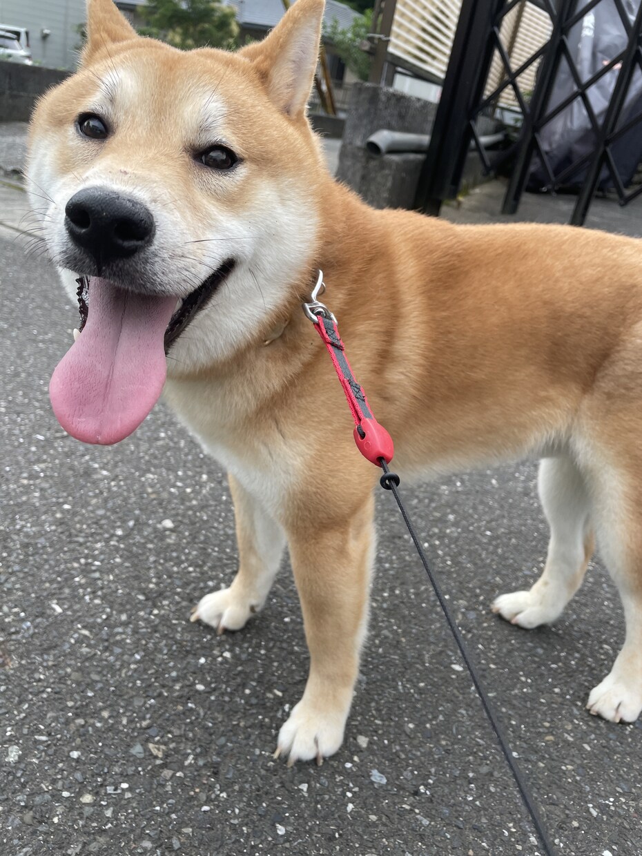 可愛い動物たちの動画素材提供します 写真でも動画でも！色々な動物の素材提供します！ イメージ7