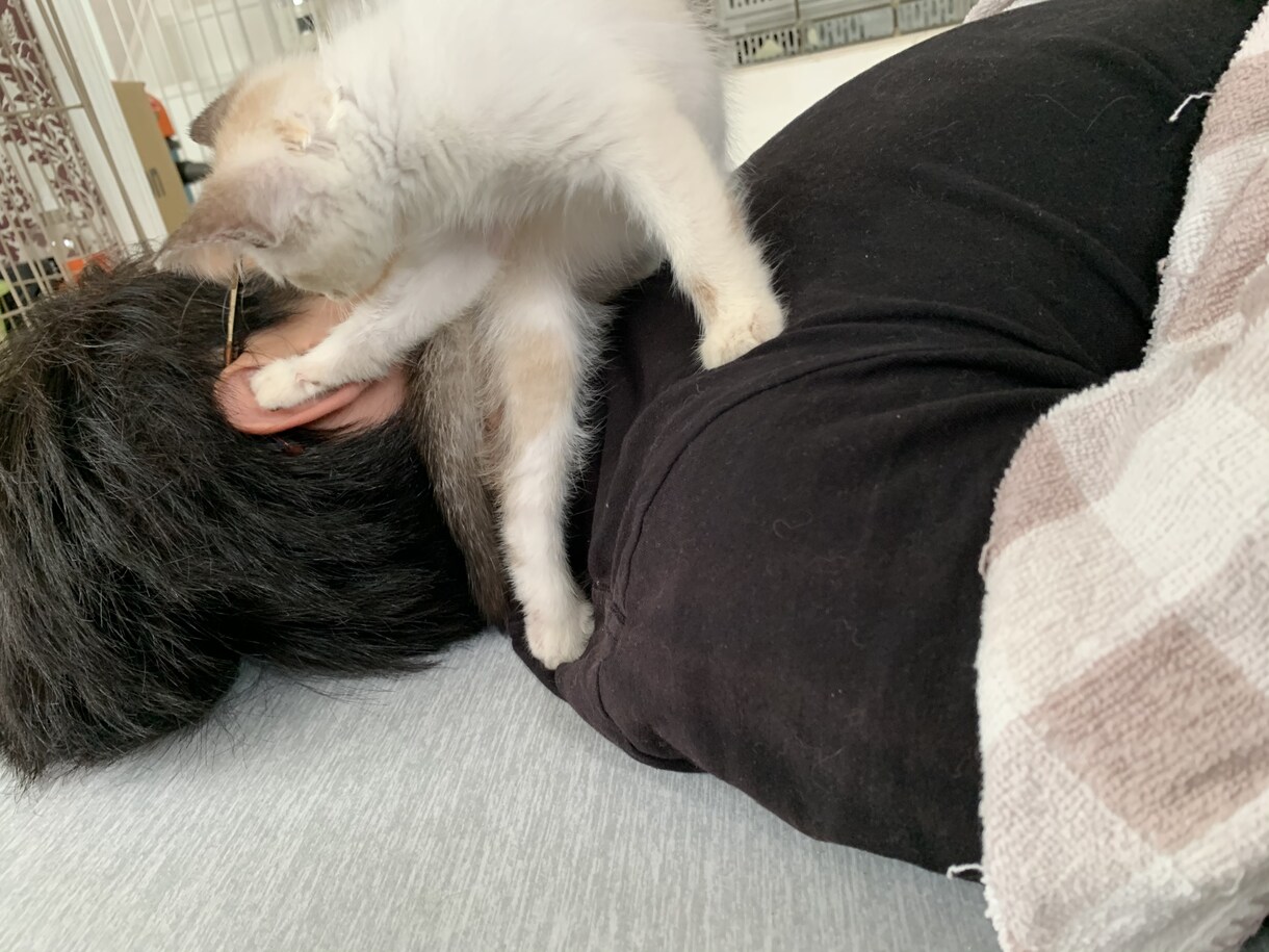 懐かない野良猫育ちも甘えん坊猫に飼育方法教えます 人に懐かなかった野良猫も貴方がつきまとわれるストーカー猫に イメージ3