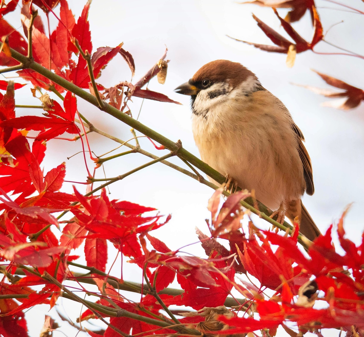 ご希望の写真を提供します 動物、風景、花火など、多種多様にご用意しております。 イメージ2