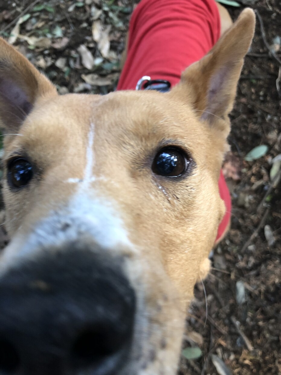 犬についての相談をお受けします しつけだけじゃなく、なんでも相談お受けします イメージ1