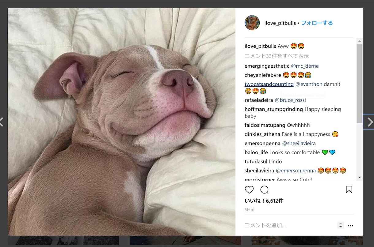Instagramであなたの写真・動画を投稿します フォロワー200千人!犬テーマのインスタグラムPRにオススメ イメージ2
