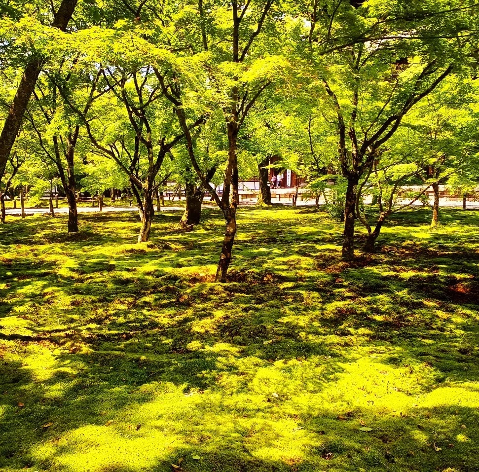 京都の四季の写真を提供します 京都の癒される四季折々の写真を！ イメージ5