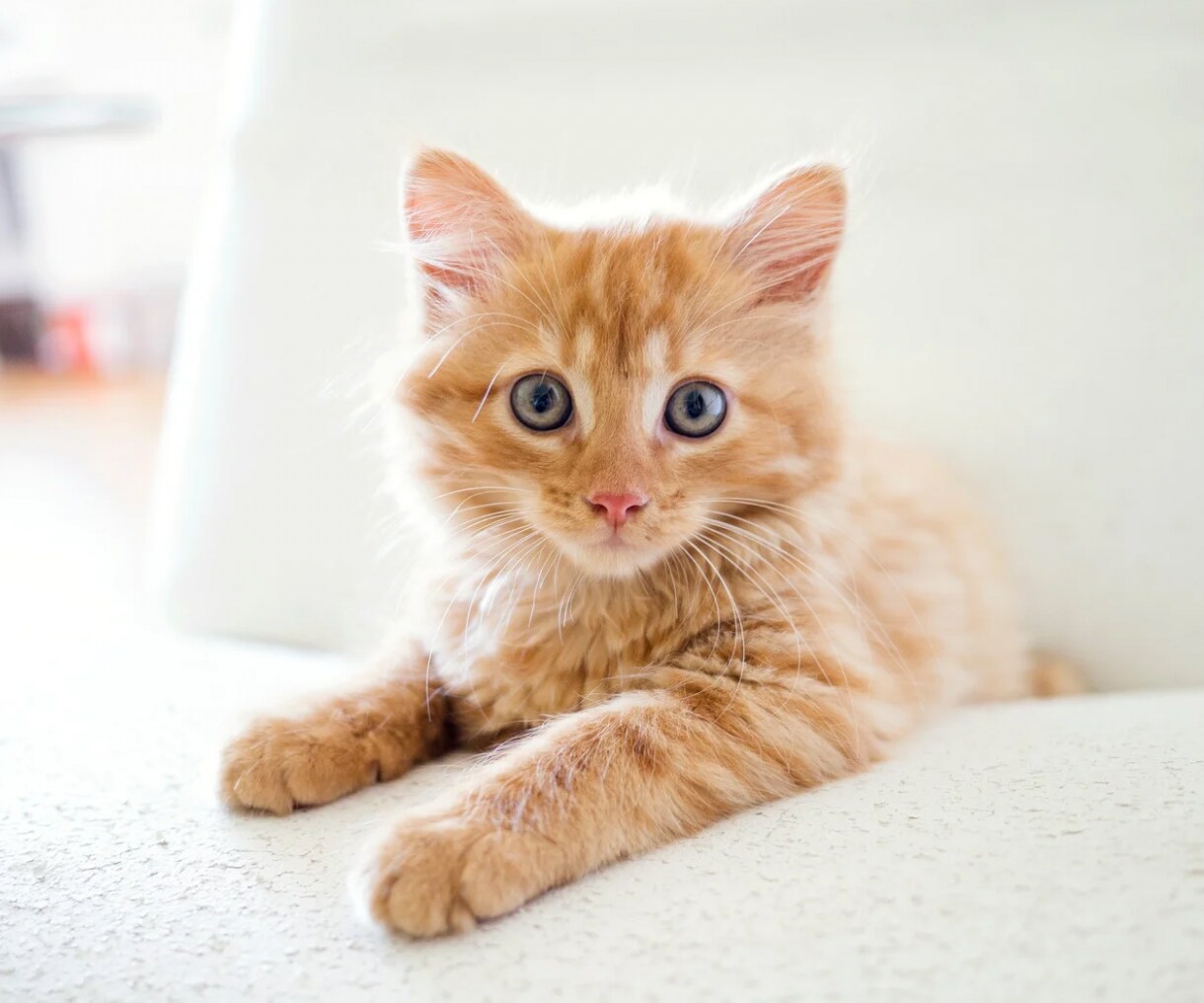 愛猫飼育スペシャリストが猫の疑問にお答えします 猫との生活で気になることなどニャンでもご相談ください⭐︎ イメージ5