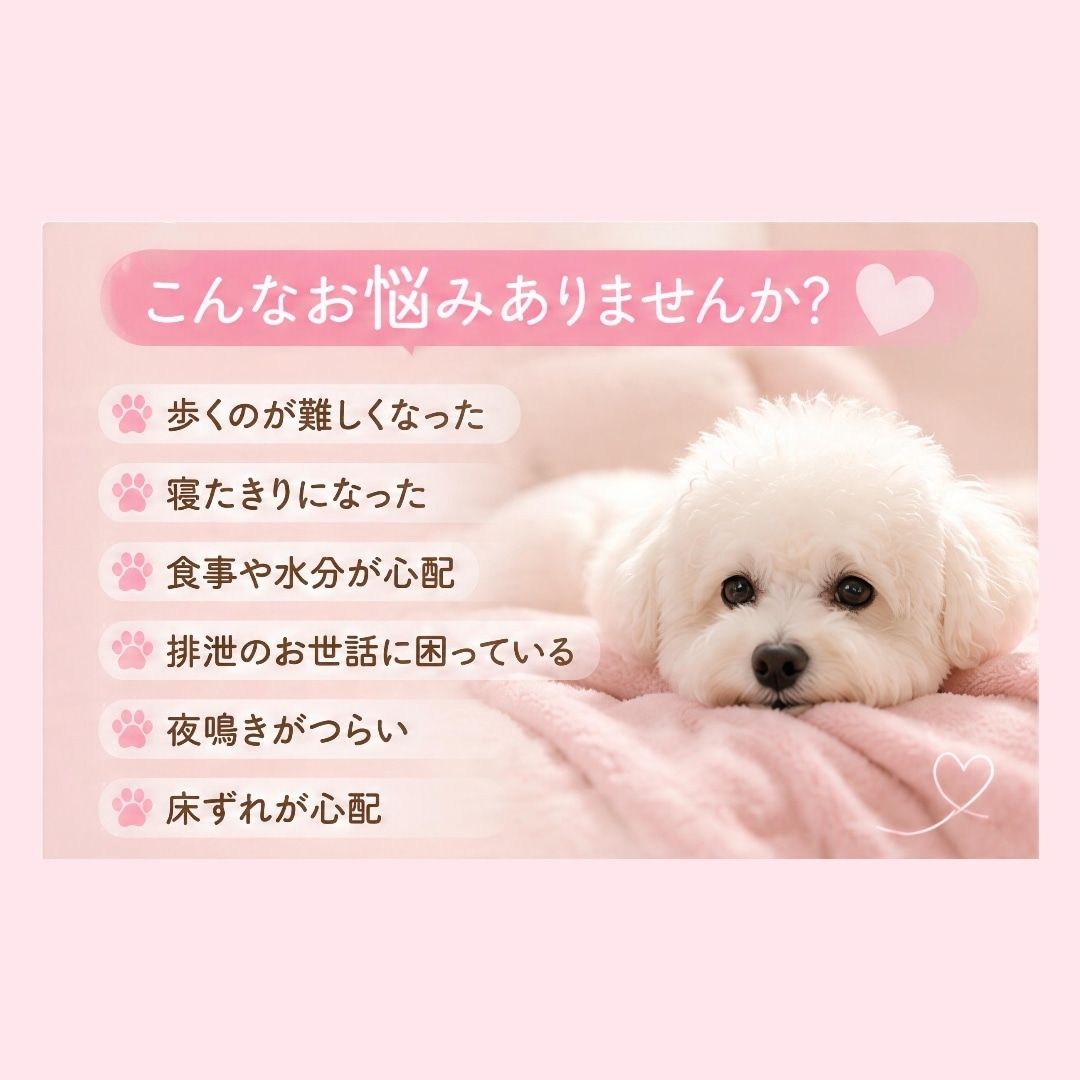 老犬との暮らしや介護のお悩みを一緒に考えます 食事・排泄・寝たきりなど、愛犬の介護をサポートします イメージ3