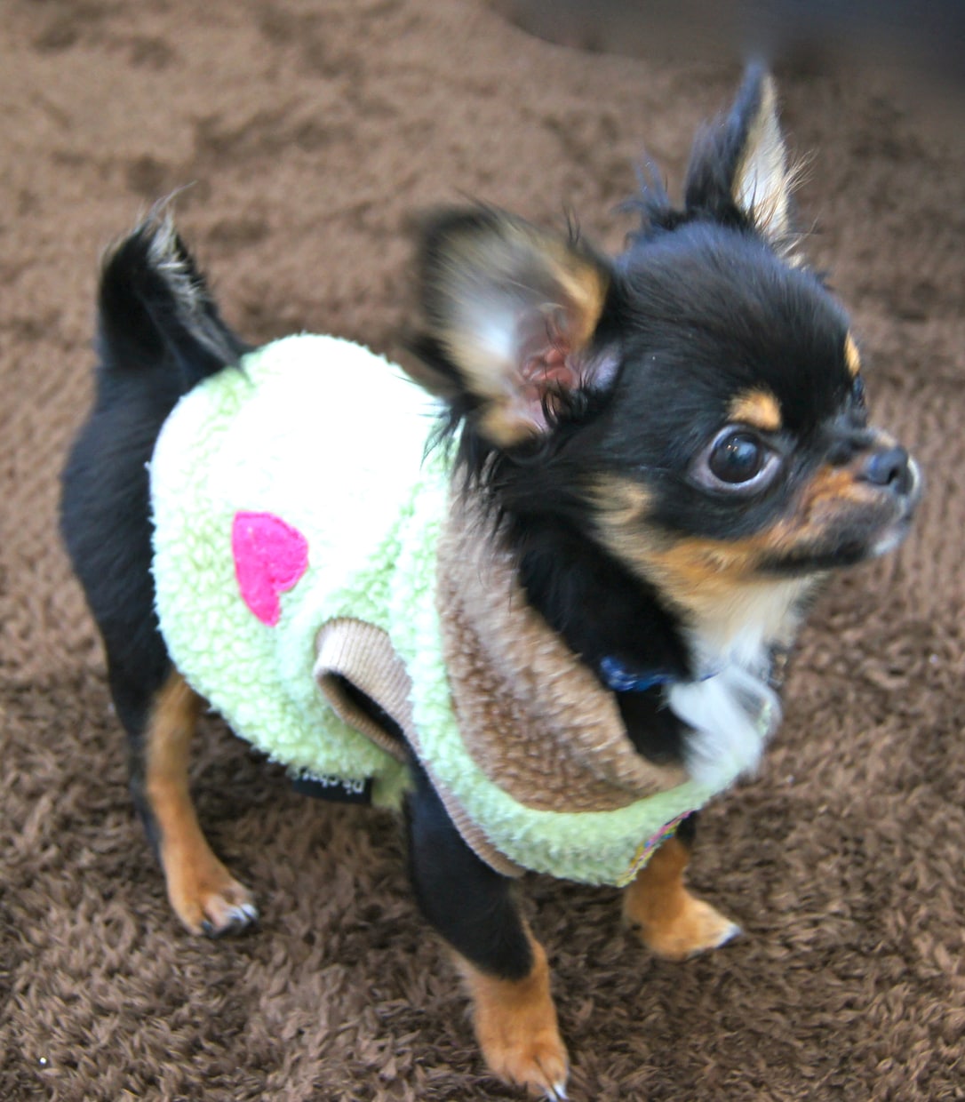 子犬の時期はすぐ終わる！パピートレーニングの内容お伝えします。 イメージ1