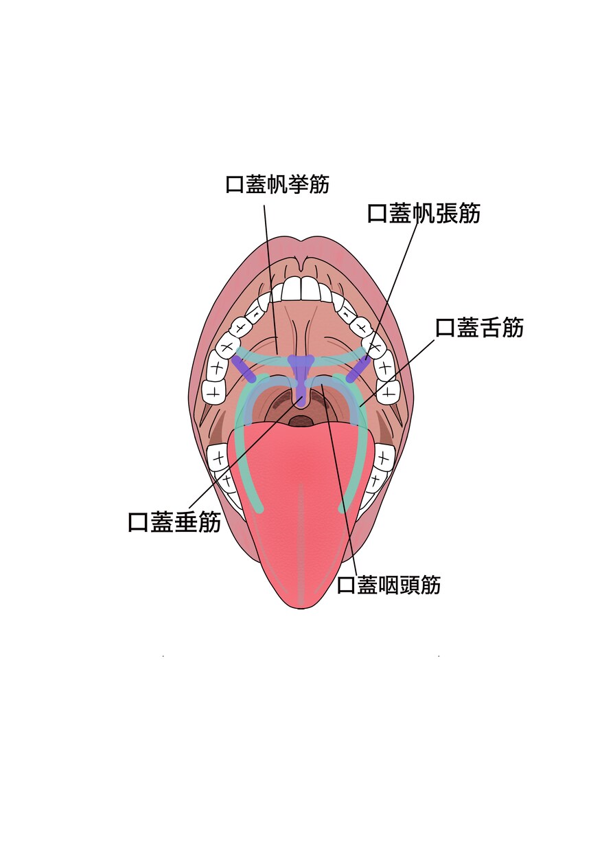 医学的知識に基づき様々な解剖学イラストを描きます テキスト・教本納品実績あり！商用OK！ イメージ7