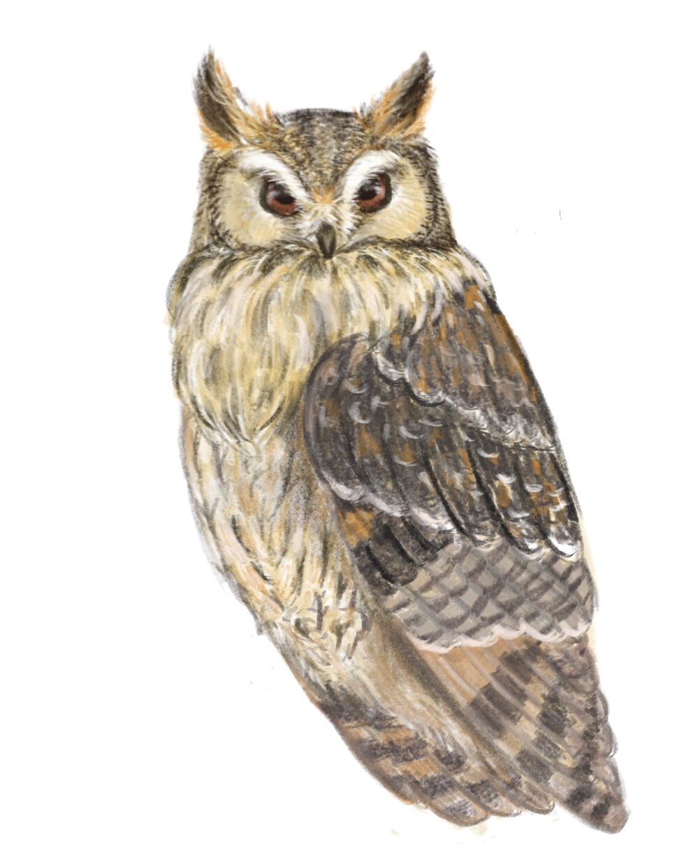 商用OK！鳥専門♪色鉛筆の風合いで可愛く描きます 柔らかなタッチと淡い色で癒しを♪心和む一枚を描きます♪ イメージ5