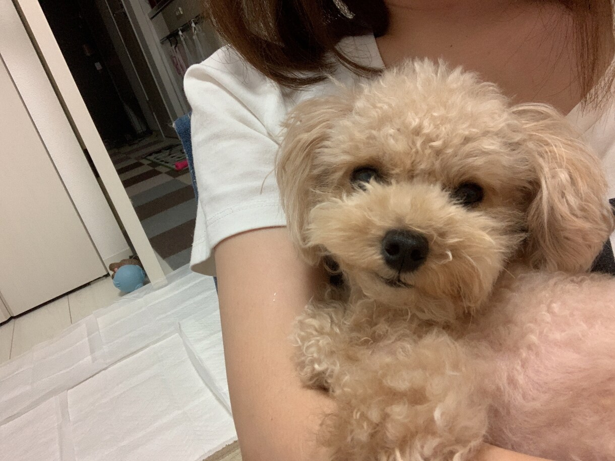 犬について色々教えます ペット関連、主に犬について色々相談にのります。 イメージ1