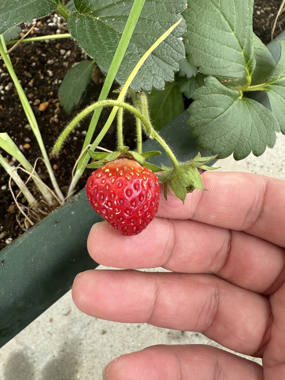 家庭菜園(プランター)の楽しみ方、料理教えます ベランダ菜園5年目。年間10-20種類育て楽しんでます。 イメージ2