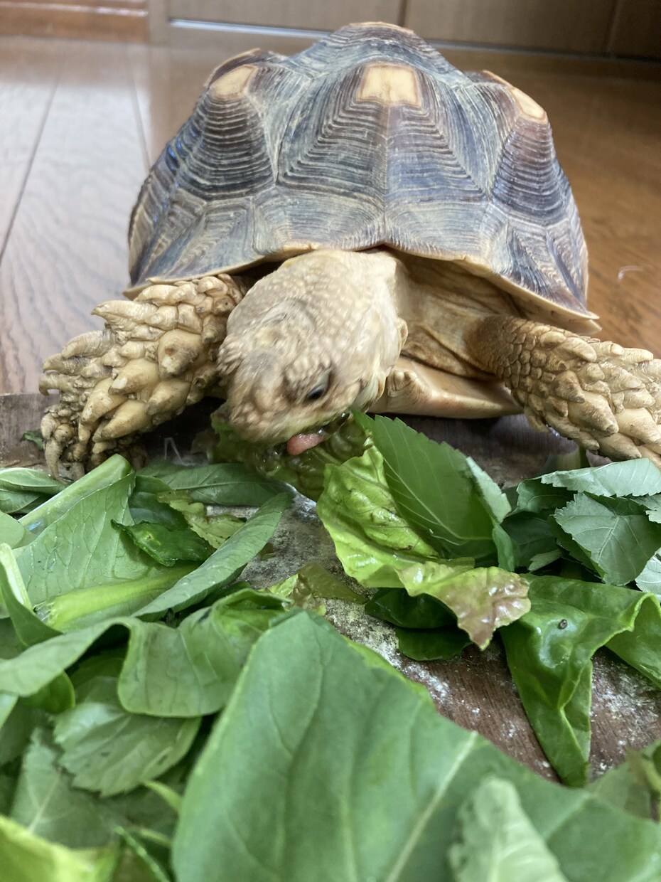 リクガメに関する相談乗ります 飼い方、餌、飼育環境のことなど繁殖のこと意外ならなんでも！ イメージ3