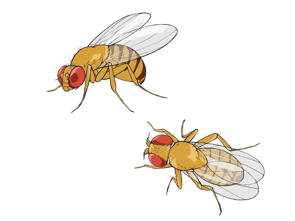 用途に合わせたイラストを提供いたします 描写スタイルも様々！静物も動物もディフォルメ（ミニキャラ）も イメージ5