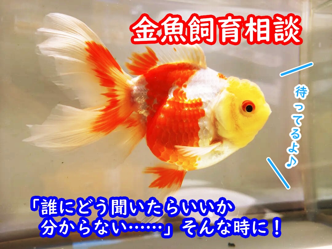 金魚の飼育、産卵、色揚げの方法など教えます 可愛い金魚のために出来る事、一緒に探してみませんか？ イメージ1
