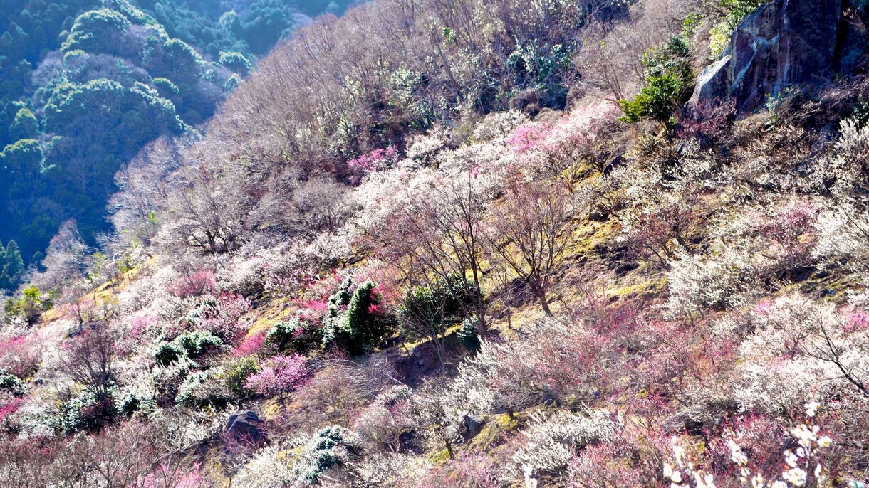 八百万神と共に貴方の悩みを解決へと導きます 無数の神々と共に貴方の悩みを解決します。 イメージ3