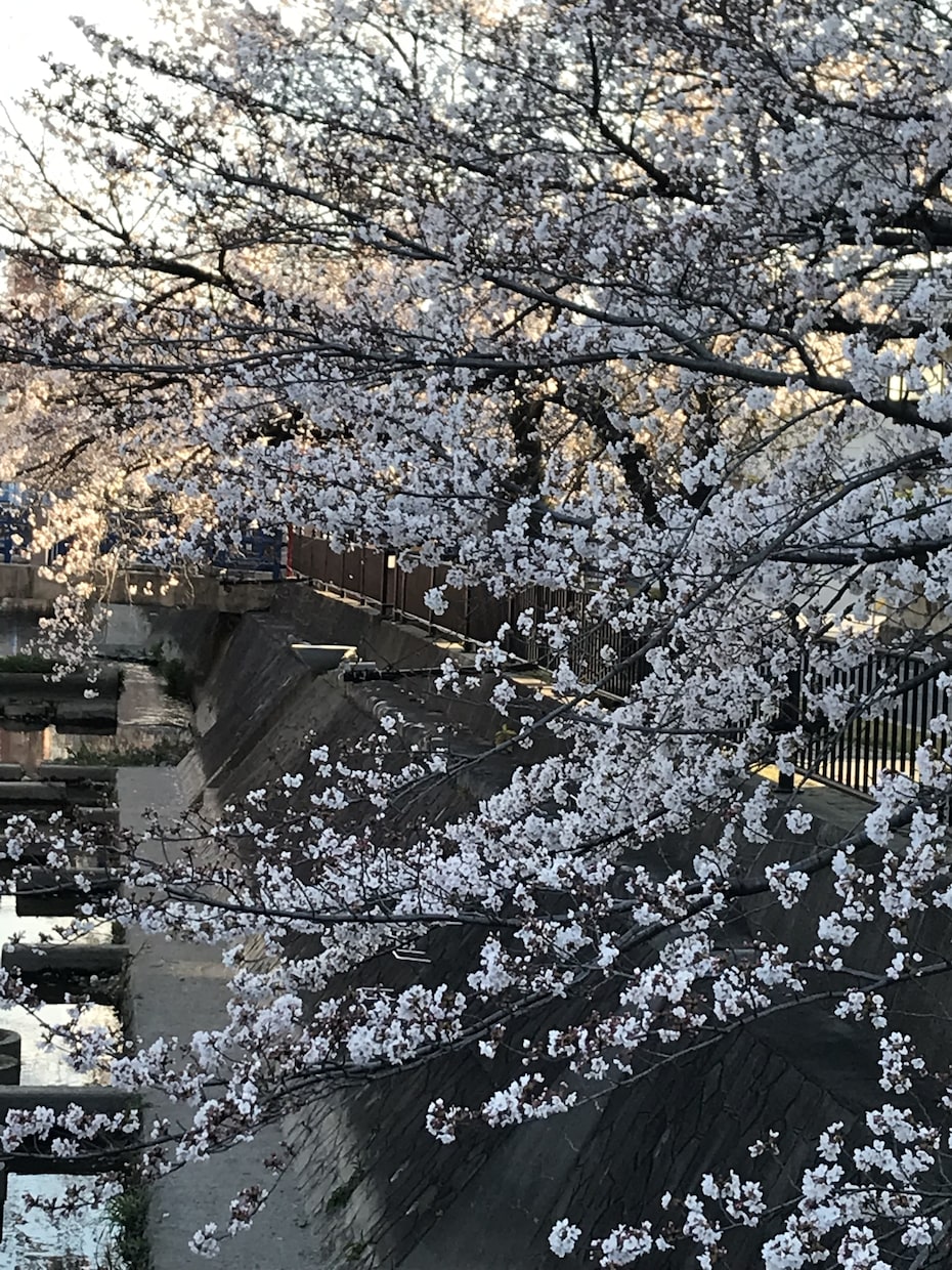 家庭菜園のアドバイスします 趣味の家庭菜園で覚えた事を活かします！ イメージ1