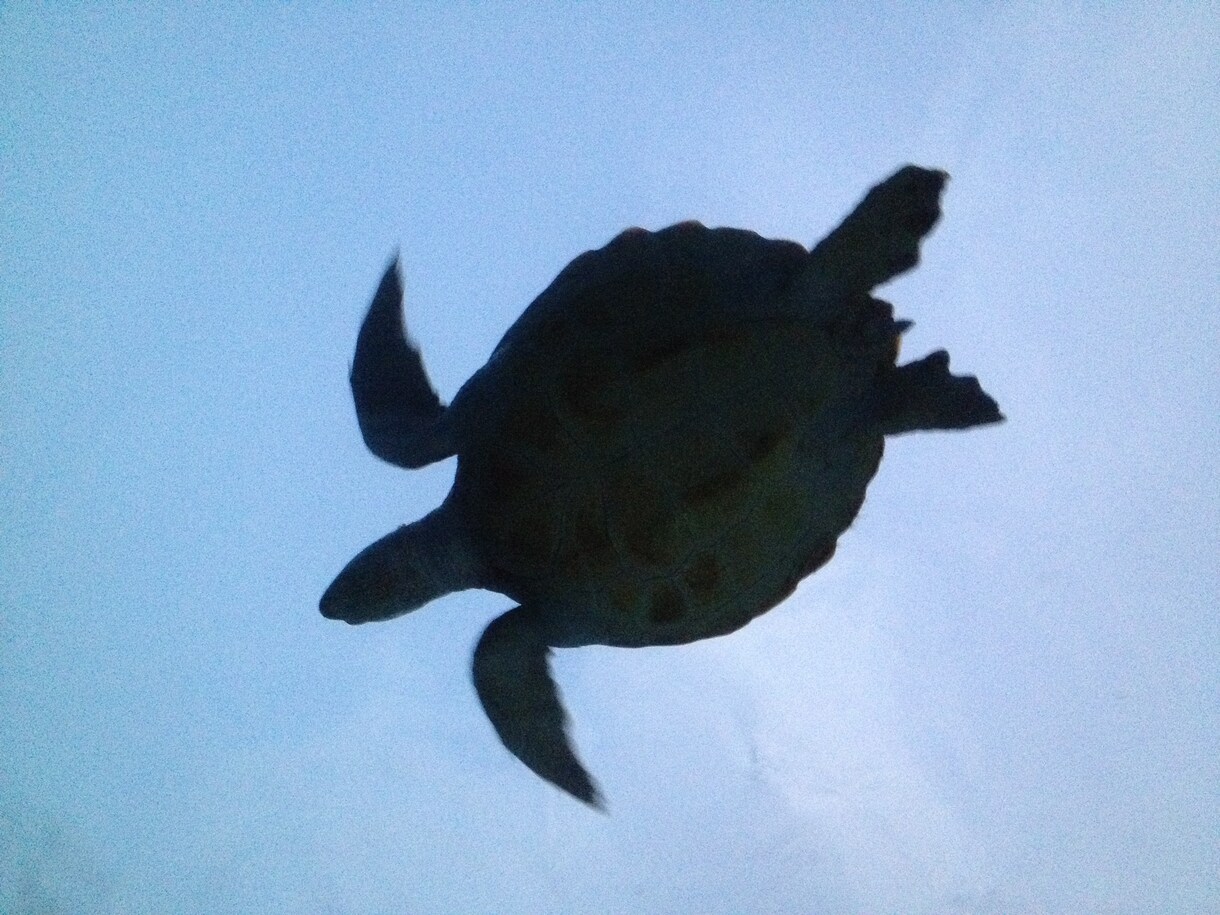 水族館で働きたい人！就職のコツ教えます イルカのトレーニング方法の秘密も、教えちゃうよ！ イメージ3