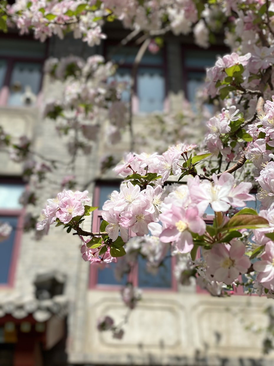 北京大学留学経験者が留学生活相談行います 【留学経験者が解決】北京大学留学の不安を解消します！ イメージ2