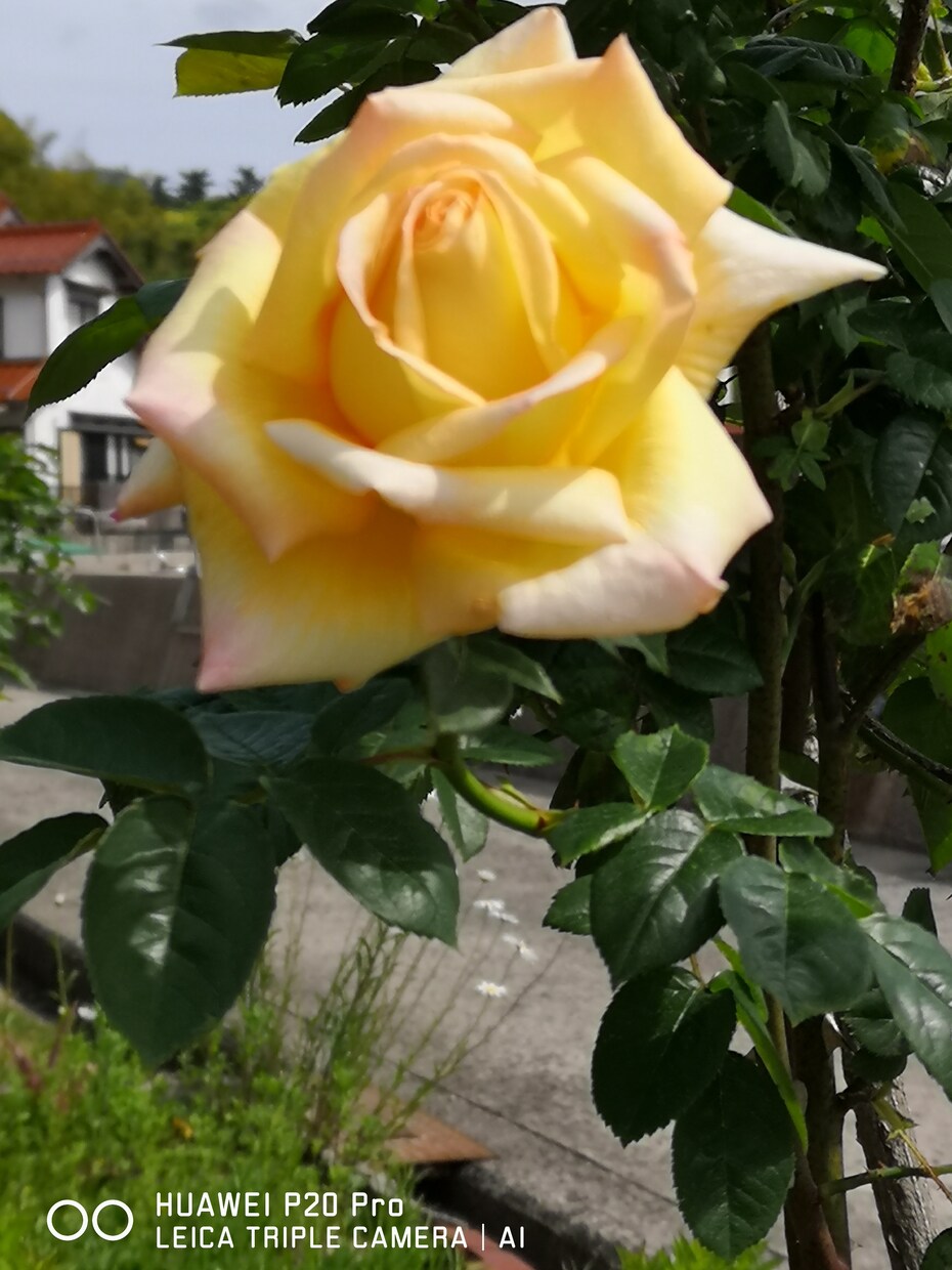 花の写真を提供します 青空や田舎の空気もお届け! 現在70枚、少しずつ増えます。 イメージ4