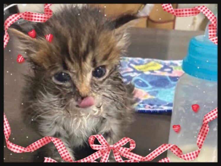 ペット占い♡ご家族のペット犬・猫ちゃん占います ！大切なワンちゃん・ニャンちゃんのお話しを存分にしましょう！ イメージ9
