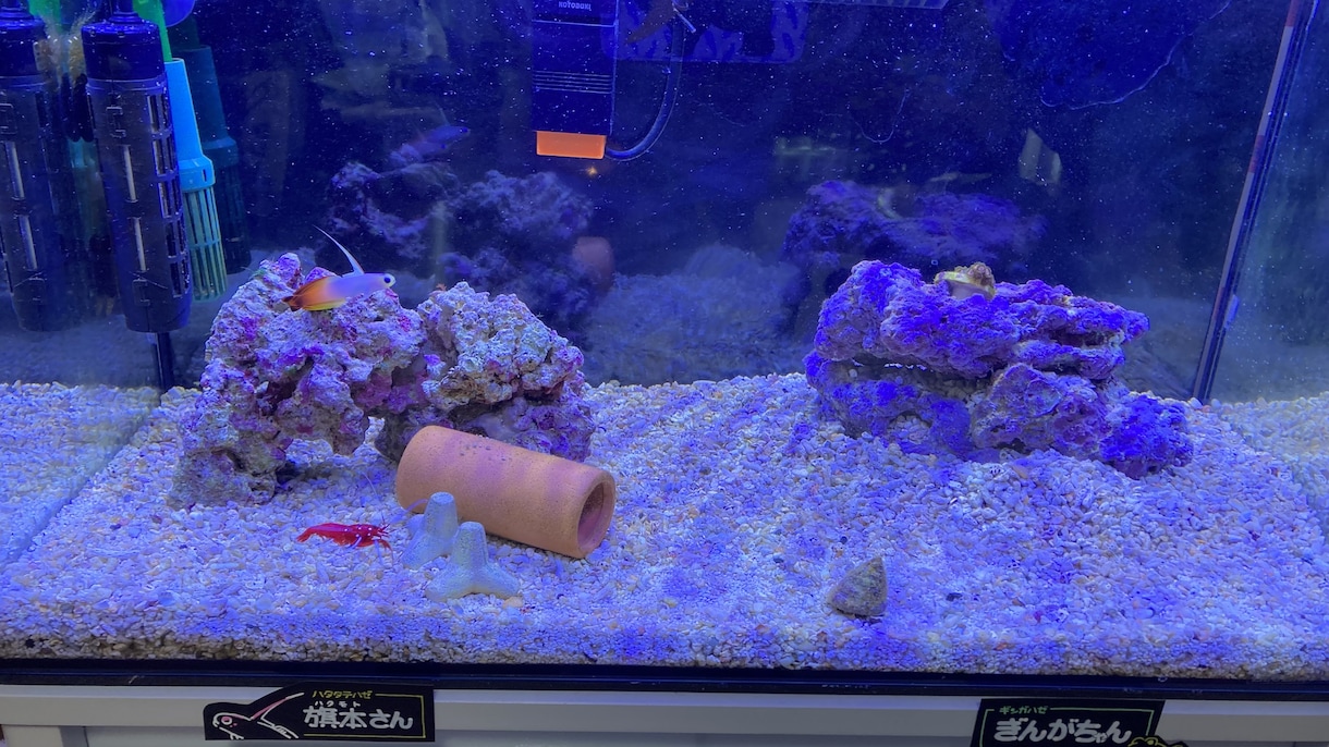 うちの子（水槽系）のネームプレート作ります うちの子の魚種と名前をタンク周りに貼りたい…そんなあなたへ イメージ2
